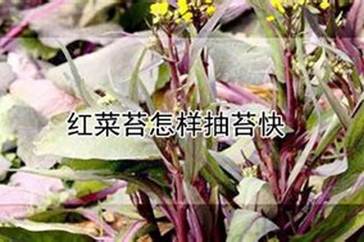 红菜苔中途如何施追肥