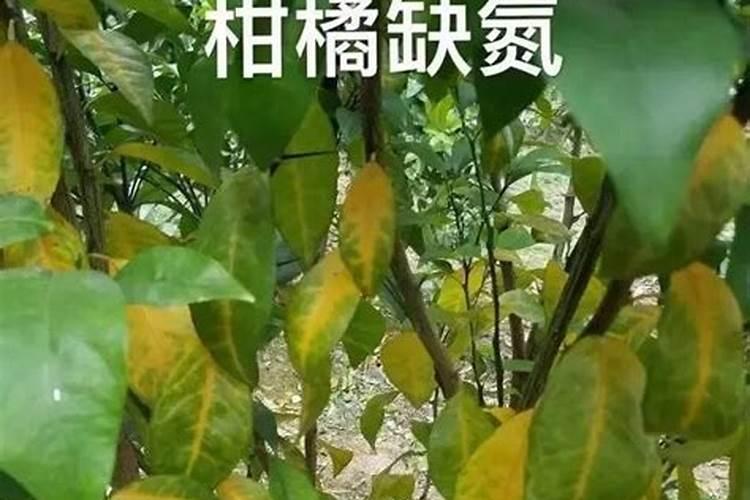 柑橘缺营养是怎么回事柑橘缺营养怎么补充