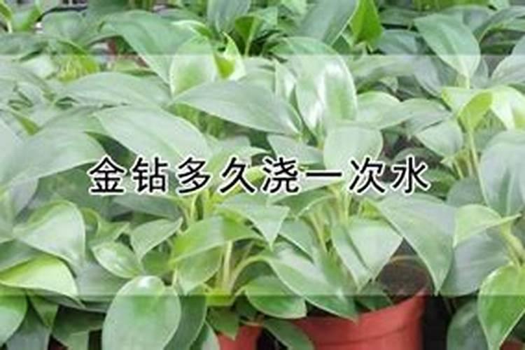 金钻怎么施肥,施什么肥？