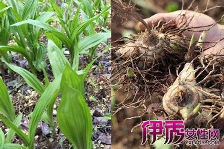 白芨种植技术用什么肥料