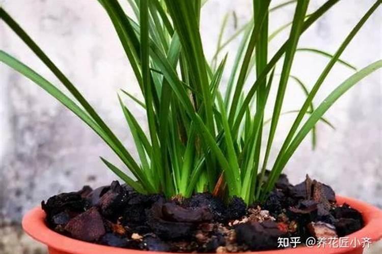 兰花怎么上肥料？