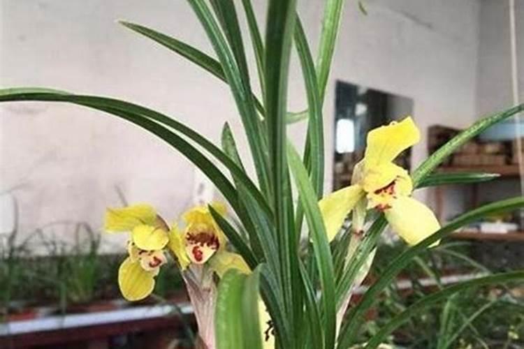 兰花分株后怎样浇水施肥？