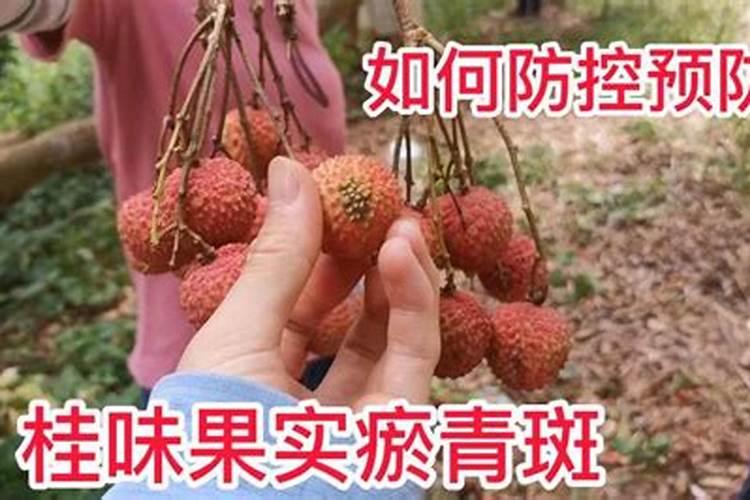 用什么叶面肥可以使荔枝熟得颜色好