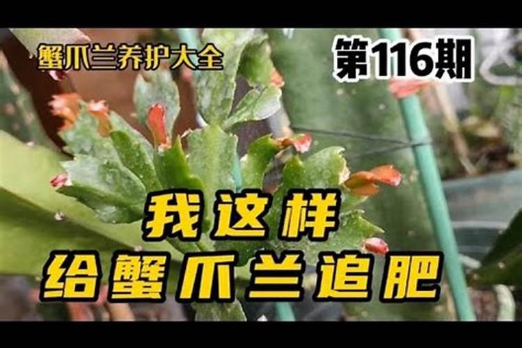 蟹爪兰用叶面肥喷施能行吗 裸根蟹爪兰怎么栽种