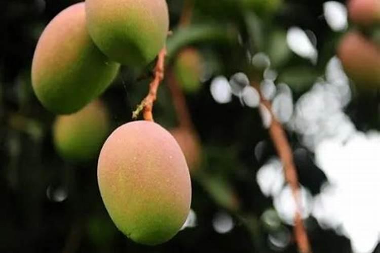 烂苹果能做花肥吗 烂苹果能做花的肥料吗