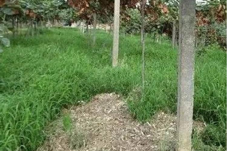 猕猴桃挂果后施什么肥料