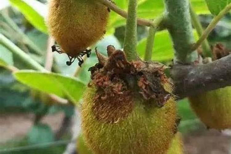 猕猴桃用什么杀菌剂