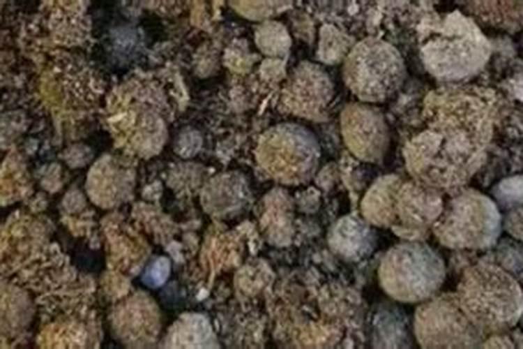 牛粪不发酵能直接用吗 牛粪没有发酵可以直接下地吗