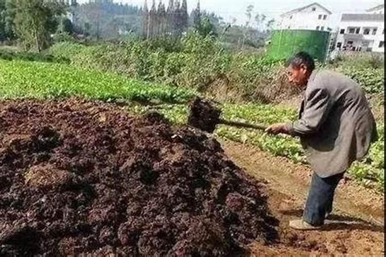 人大便晒干或者风干算发酵么？能直接当肥料用么？开春想种菜浇树用,没...