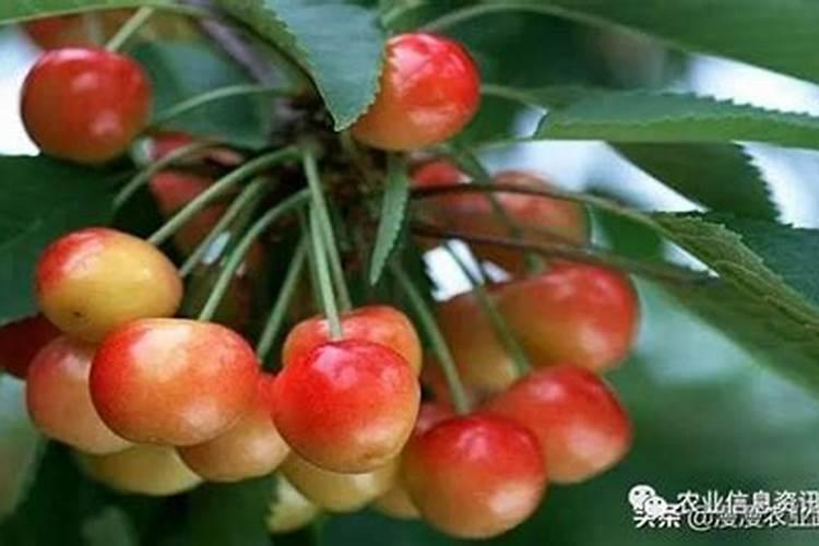 钾肥能促进果实膨大吗