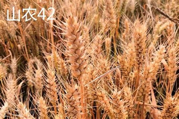 小麦拔节期打什么叶面肥最好