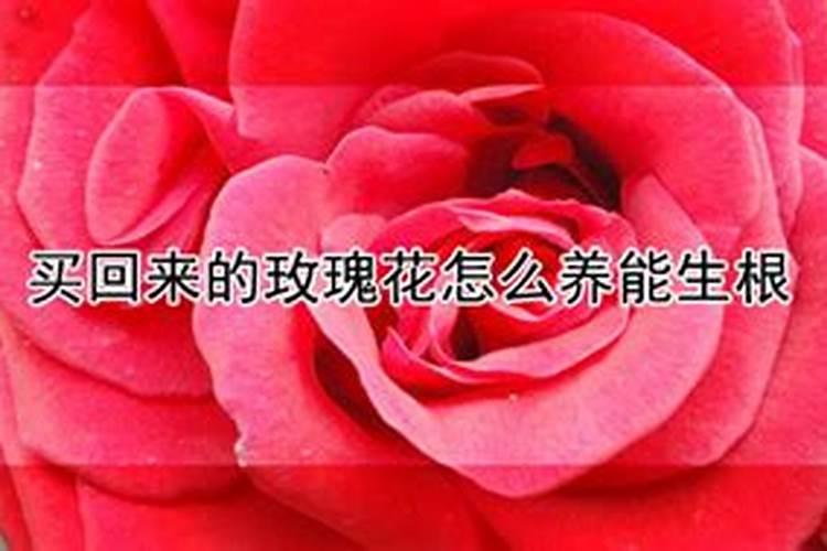 玫瑰苗怎么种,玫瑰花苗种植成活的4大步骤