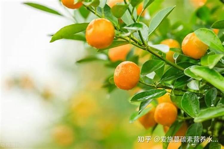 大蒜喷施什么蒜头最大？