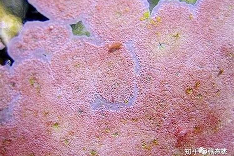 海藻肥和鱼蛋白肥哪个好 海藻肥的优缺点
