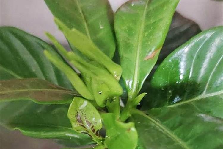 栀子花叶脉发黄怎么办