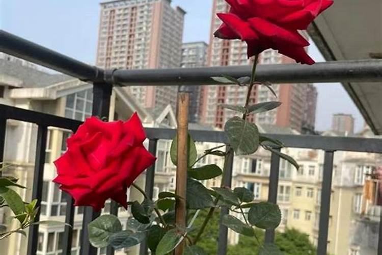 打药和施肥能同时进行吗