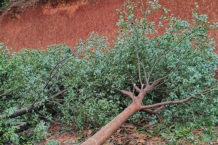 香樟树移植后怎么浇水？香樟移栽后浇水施肥方法