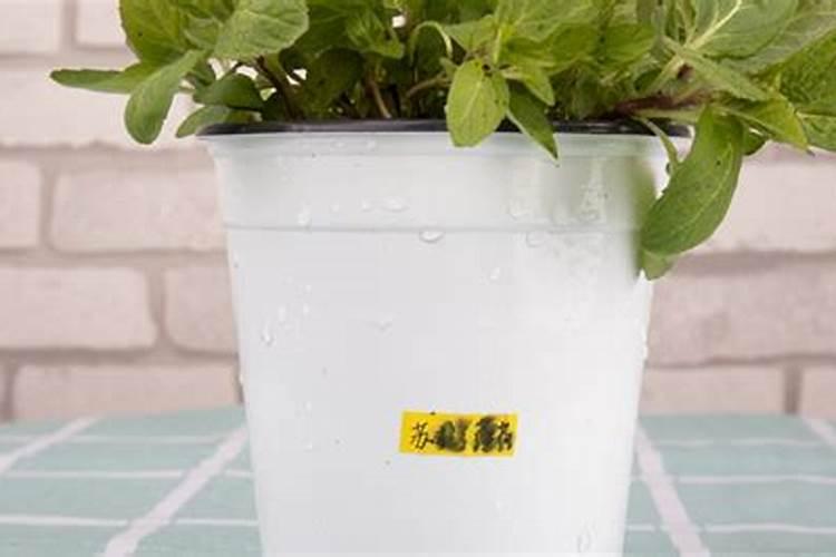 用什么肥好 薄荷施肥方法