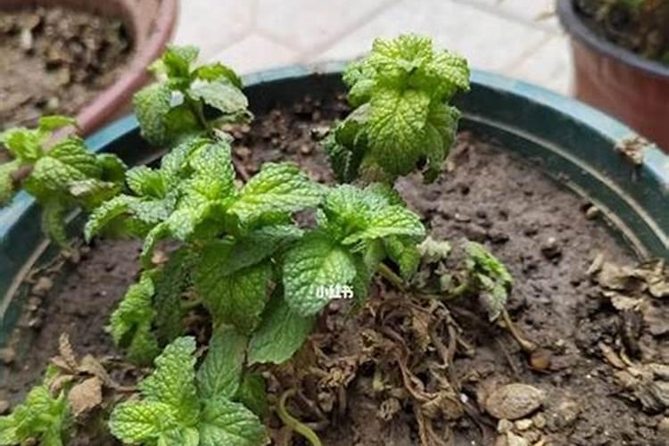 薄荷多久施一次肥 薄荷每隔多久需要追加一次肥料？