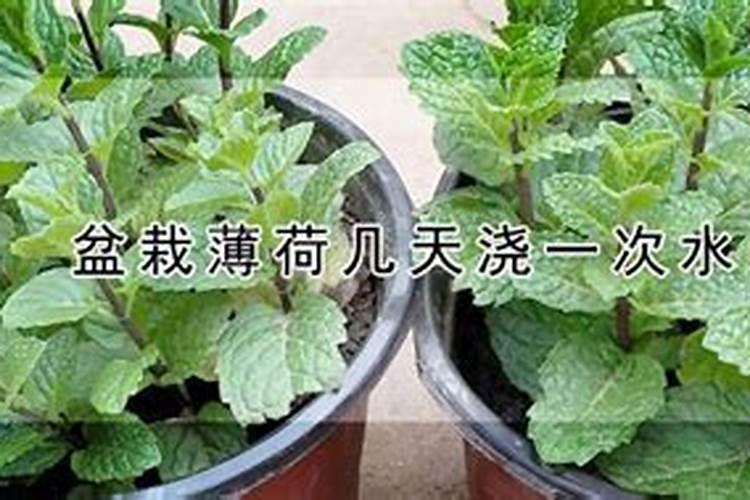 薄荷施什么肥最好