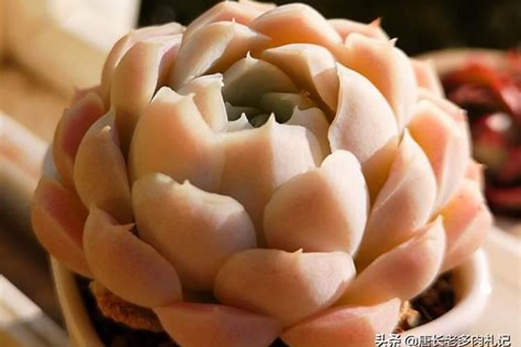 硼肥有膨果作用吗 硼肥是什么肥料