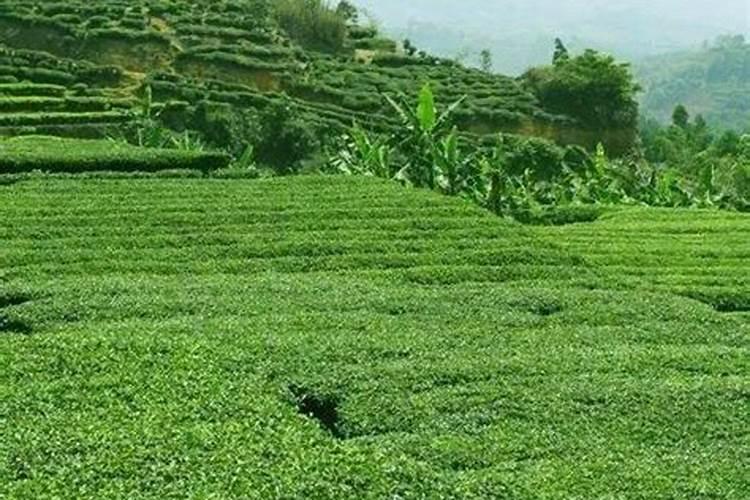 茶树最忌三种肥料