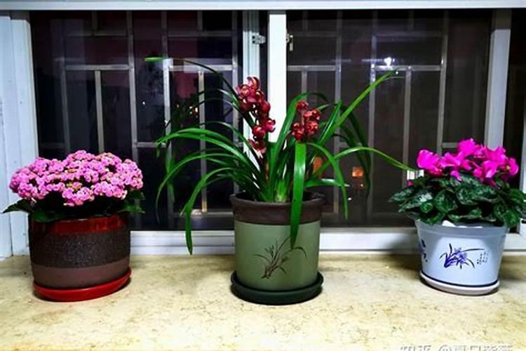 花肥怎么施