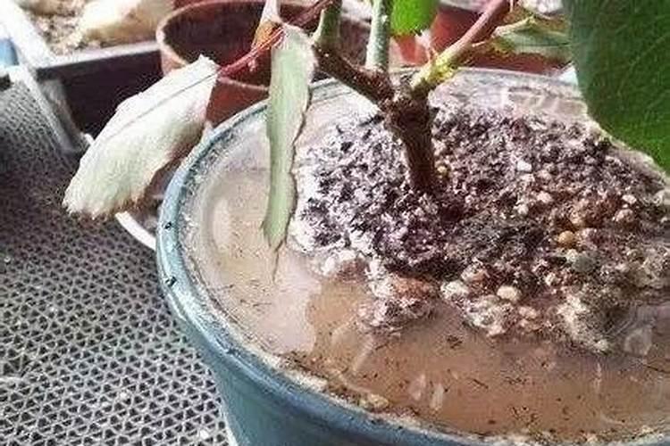 给花施肥是选择晴天还是阴天