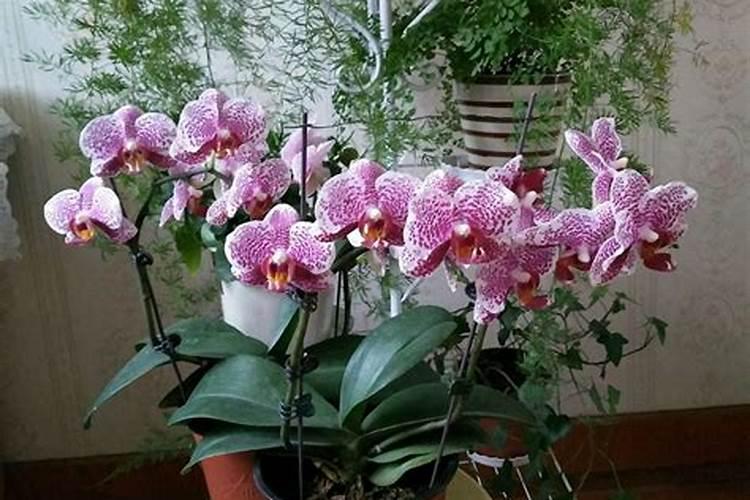蝴蝶兰为什么会这样？