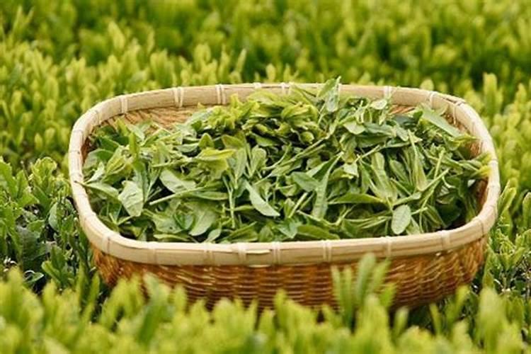 茶树施用什么肥料最好？