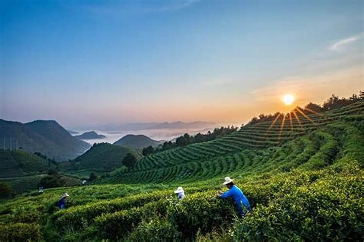 一亩茶园施多少羊粪合适