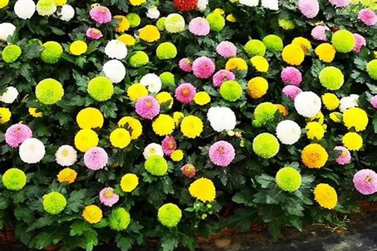 乒乓球菊花怎么养？