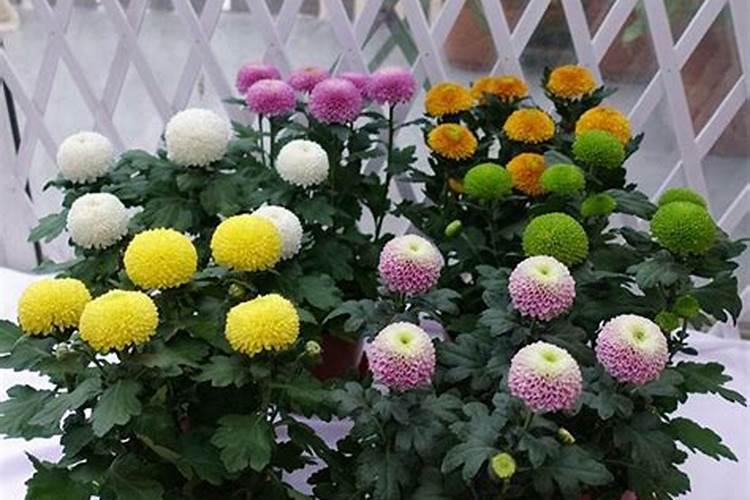 乒乓菊用什么肥料