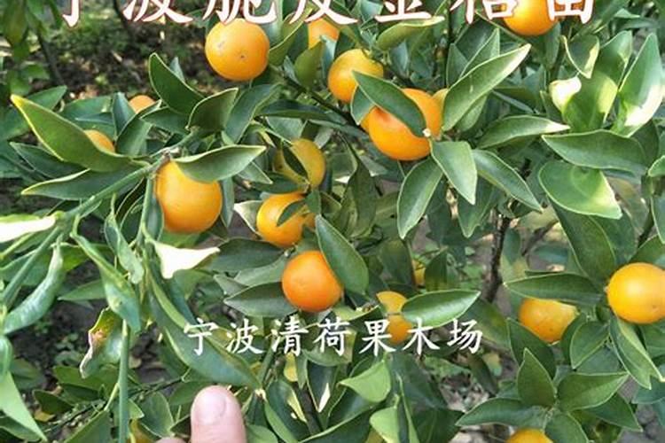 想要种植不麻嘴的滑皮金桔,那么在栽培时需注意什么？