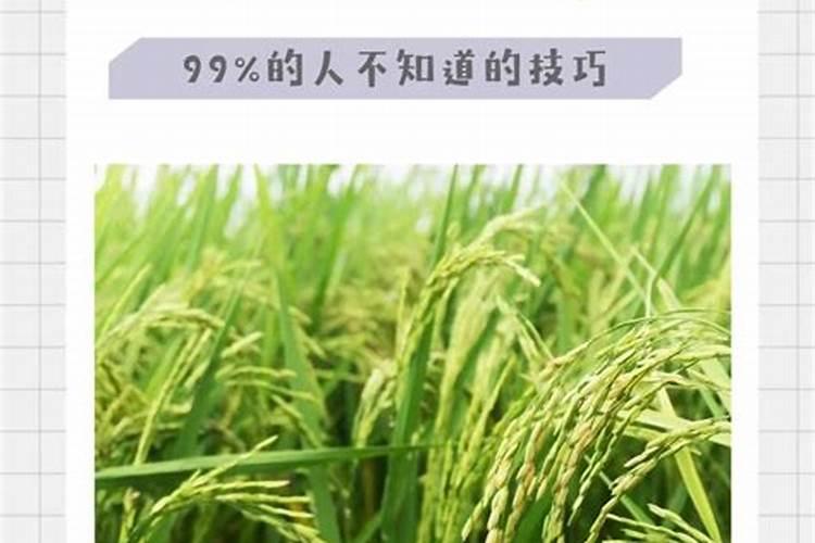 水稻生产,怎样提高氮肥利用率？