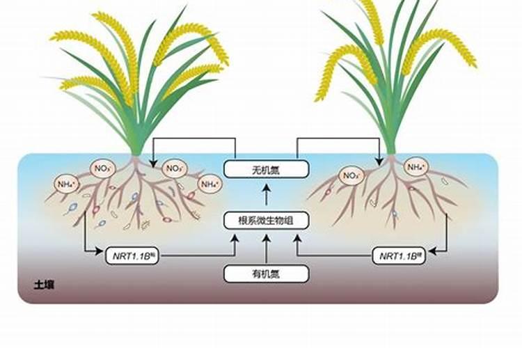 水稻施用氮肥过量有何危害？