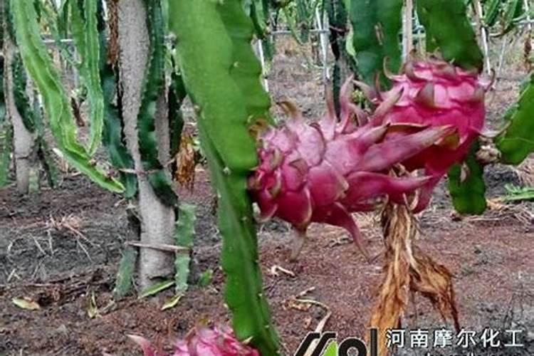 磷肥是用什么做成的？