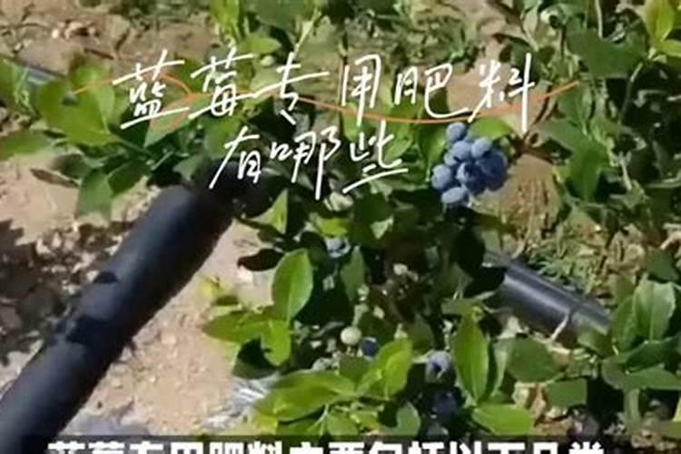 常被忽略的豆角,人称“猪耳朵”,阳台上种植几棵,一家人吃不完