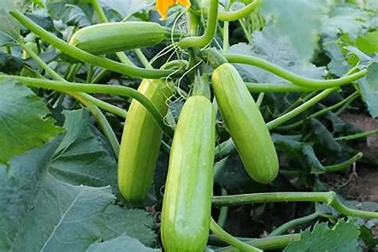 赤霉素、芸苔素、多效唑用法大汇总!