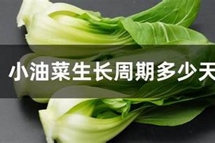 油菜栽培施肥技术