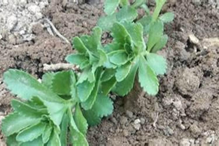 种菜用什么复合肥比较好 速效复合肥怎样给蔬菜施肥