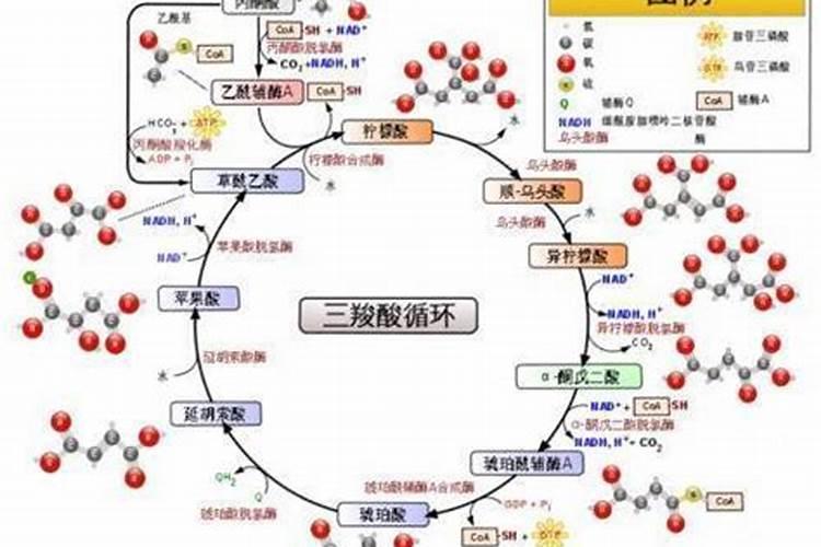 鱼蛋白放多了会烧根吗