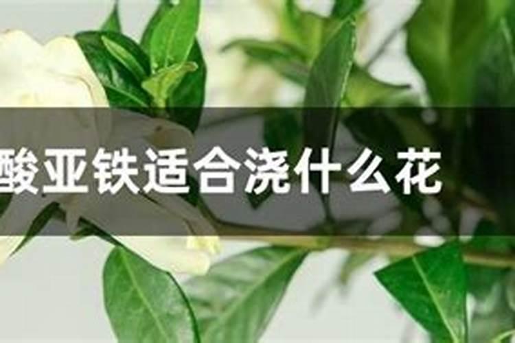 栀子花施硫酸钾肥行吗