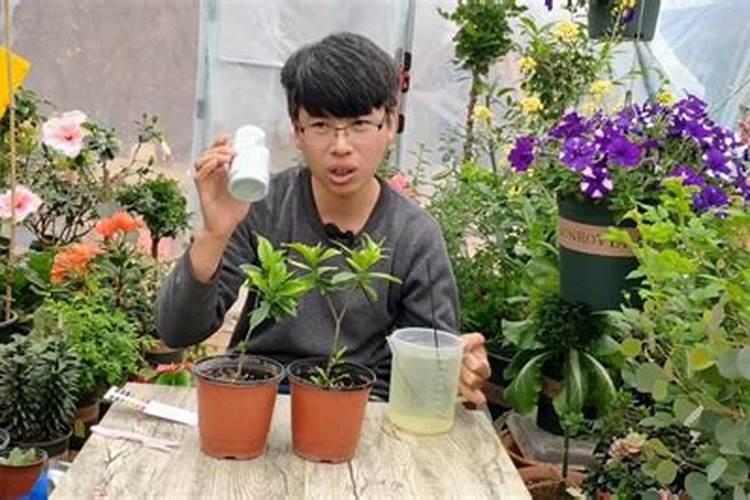 氮磷钾肥有哪些 适合什么花