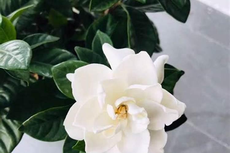 栀子花用硫酸亚铁浇花可以吗？