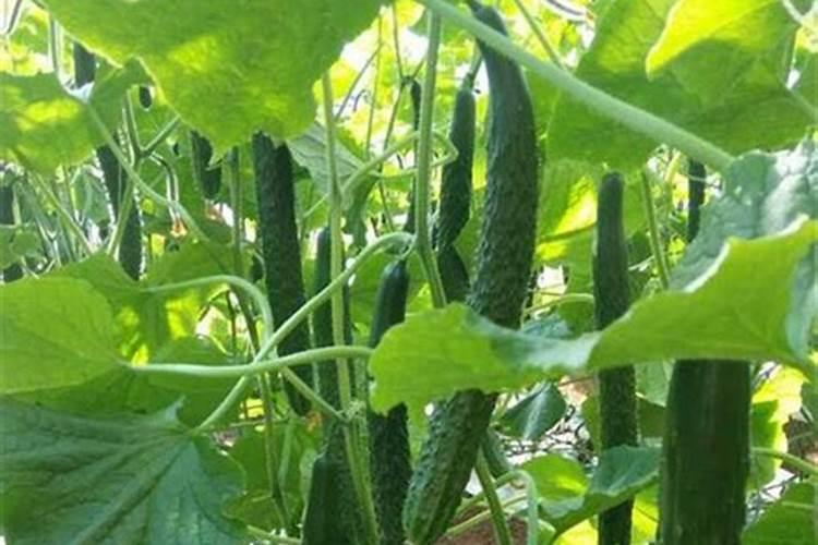 黄瓜浇什么肥料合适