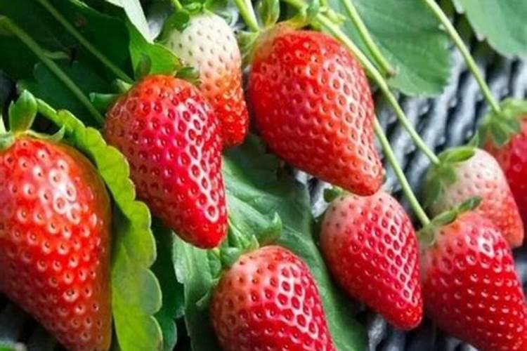 草莓开花时怎样施农家肥