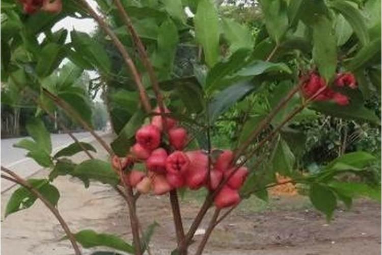 莲雾种植的基本方法是什么？