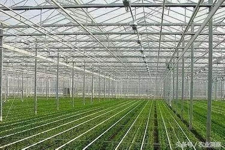 大棚芹菜中后期用什么肥料