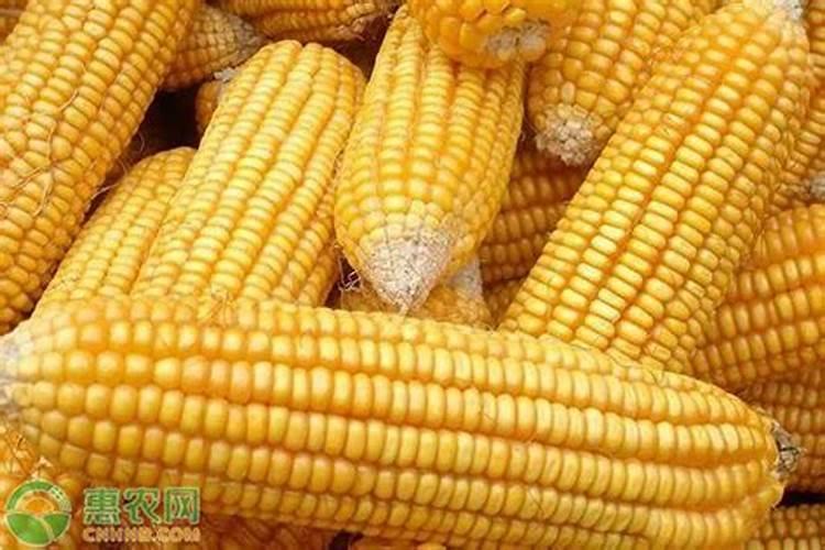 住商肥料玉米专用肥价格多少